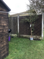 Where should I put this tree ? 