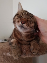 Thug cat part 4.  After all, it's not my Axminster.