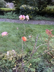 Type of rose(s)