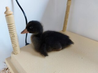 Ukraine Invasion: Part 31