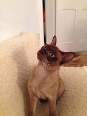 Do I have a Burmese?