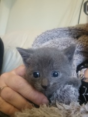 Is this cat pregnant?