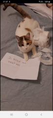 Show me your pussy
