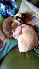 Do I have a Burmese?