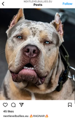 Sick of these XL bully owners 