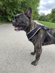 Will my Frenchie really only live til 6 years ?  