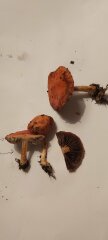Hidden Treasures - tell me your foraged finds!