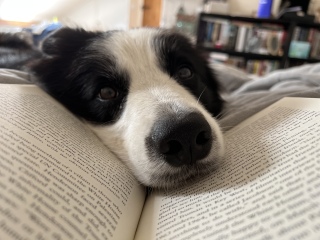 Thinking of getting a collie