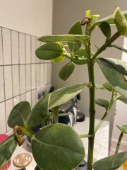 Spotty leaves on house plant
