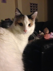 Help? I've acquired a very young kitten?