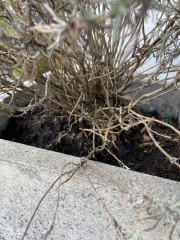 Is this lavender plant dead? Does it need binning?