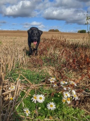Puppy - is there light at the end of the tunnel?