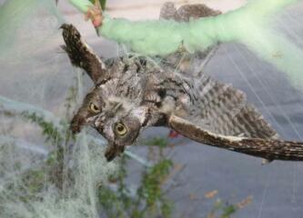 Please look at this before you decorate outside your houses for Halloween... 