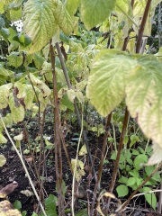 What should I do with these raspberry bushes for winter?