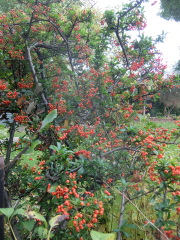 Are all orange pyracantha trees the same?