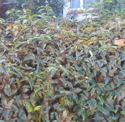 Can anyone tell me what this is and how I can treat it please?