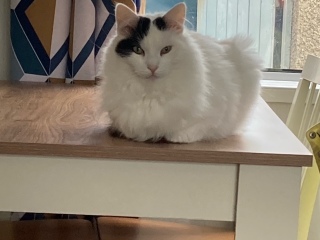 I appear to have cats