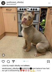 Sick of these XL bully owners 