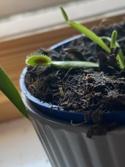 How do I get my Venus fly trap to eat? 🪴