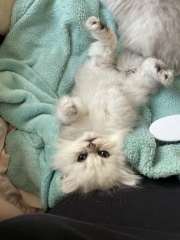 Meet our beautiful new boys !