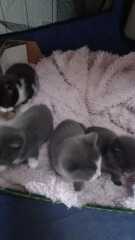 Is this cat pregnant?