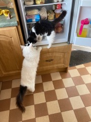I appear to have cats