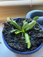 How do I get my Venus fly trap to eat? 🪴