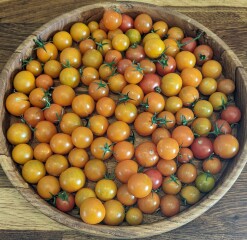 The Vegetable Patch Mark 2