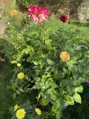 Who’s growing Dahlias this year