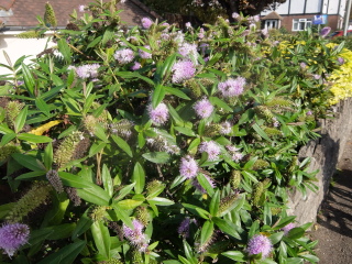 Can you ID this mauve-flowered herbey type bush please?