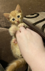 Help? I've acquired a very young kitten?