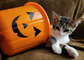 Best kitty photo?