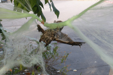 Please look at this before you decorate outside your houses for Halloween... 