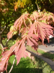 Is this tree an Acer - and if so, what type?