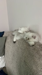 Meet our beautiful new boys !