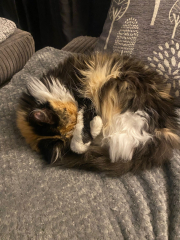 Show me your pussy