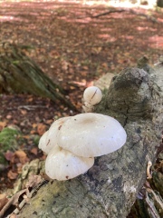 Any Witches Here?- Part 17.