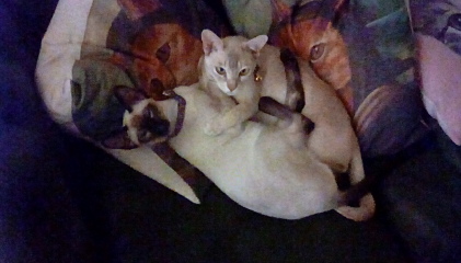 Do I have a Burmese?