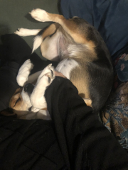 Cuddly dogs