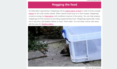 To ask you to please help hedgehogs and other wildlife prepare for winter