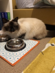 Can I get a cat with looped carpets?