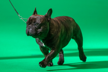 Will my Frenchie really only live til 6 years ?  