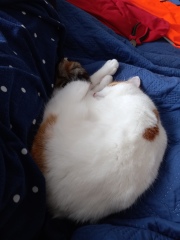 My Maine Coon was allowed to sleep on the bed last night