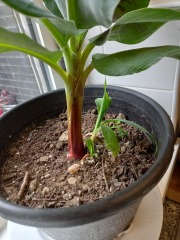 Help me keep these plants alive!