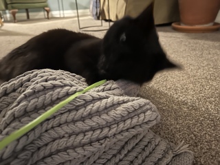 To ask how you play with your cat