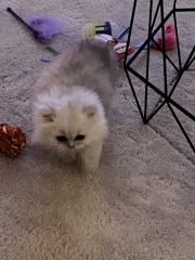 Meet our beautiful new boys !