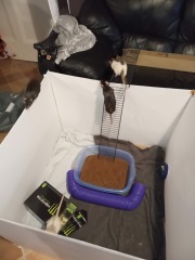 what do i do with a pet rat that destroys everything in cage