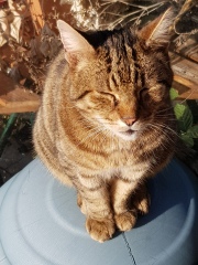 Thug cat part 4.  After all, it's not my Axminster.