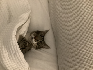 My Maine Coon was allowed to sleep on the bed last night
