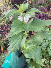 More plant ID please